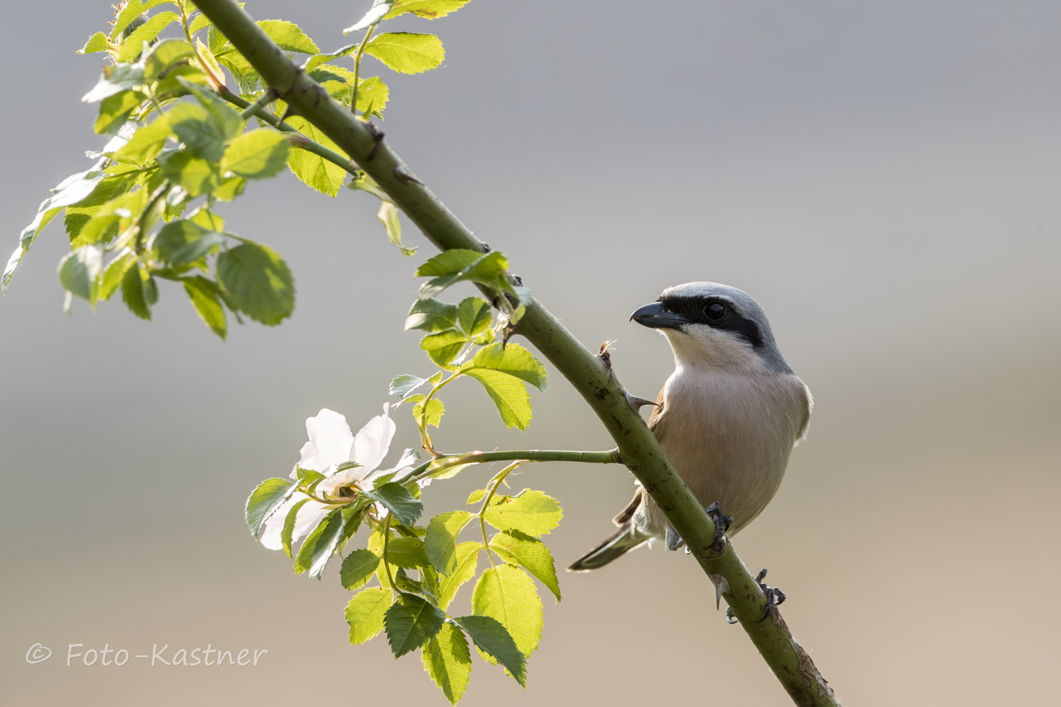 Neuntöter Männchen (Lanius collurio) 