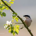 Neuntöter Männchen (Lanius collurio) 