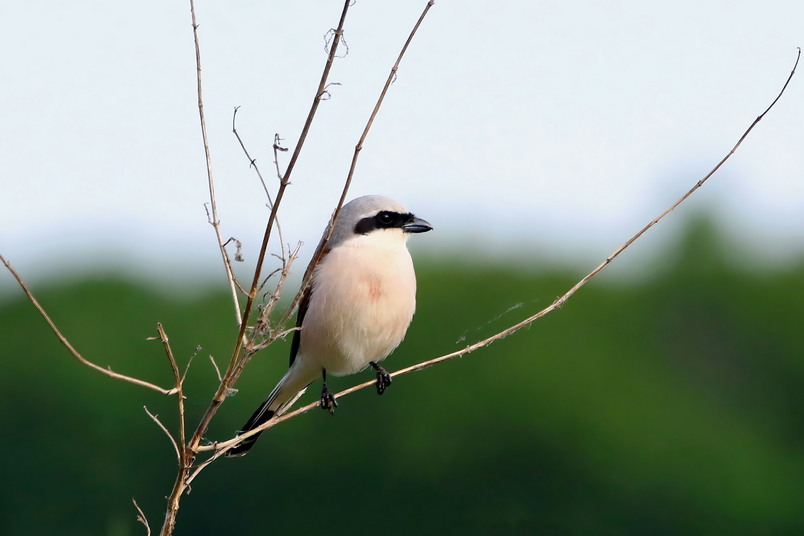 Neuntöter Männchen -  (Lanius collurio)