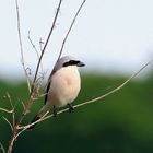 Neuntöter Männchen -  (Lanius collurio)