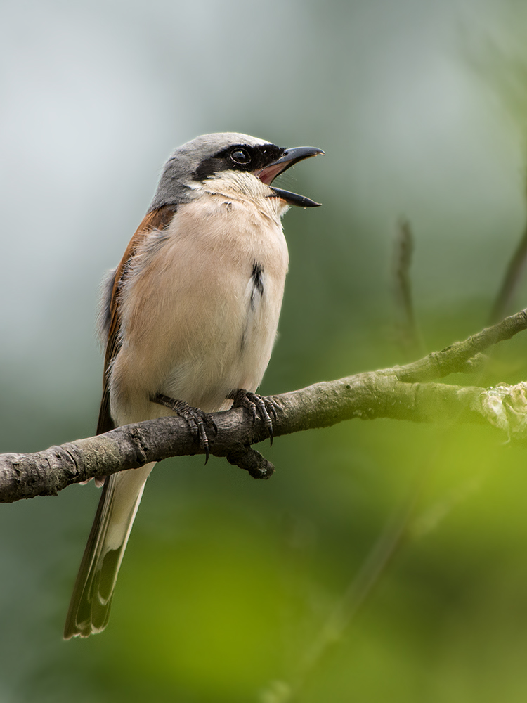 Neuntöter-Männchen (Lanius collurio)