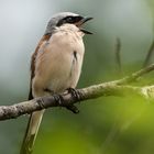 Neuntöter-Männchen (Lanius collurio)