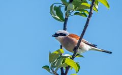 "NEUNTÖTER" männlich