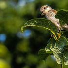 Neuntöter Mama mit Babynahrung