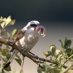 neuntöter mit "baby-maus"