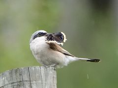 Neuntöter mit Beute