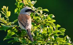 NEUNTÖTER MIT BEUTE