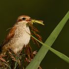 Neuntöter mit Futter 