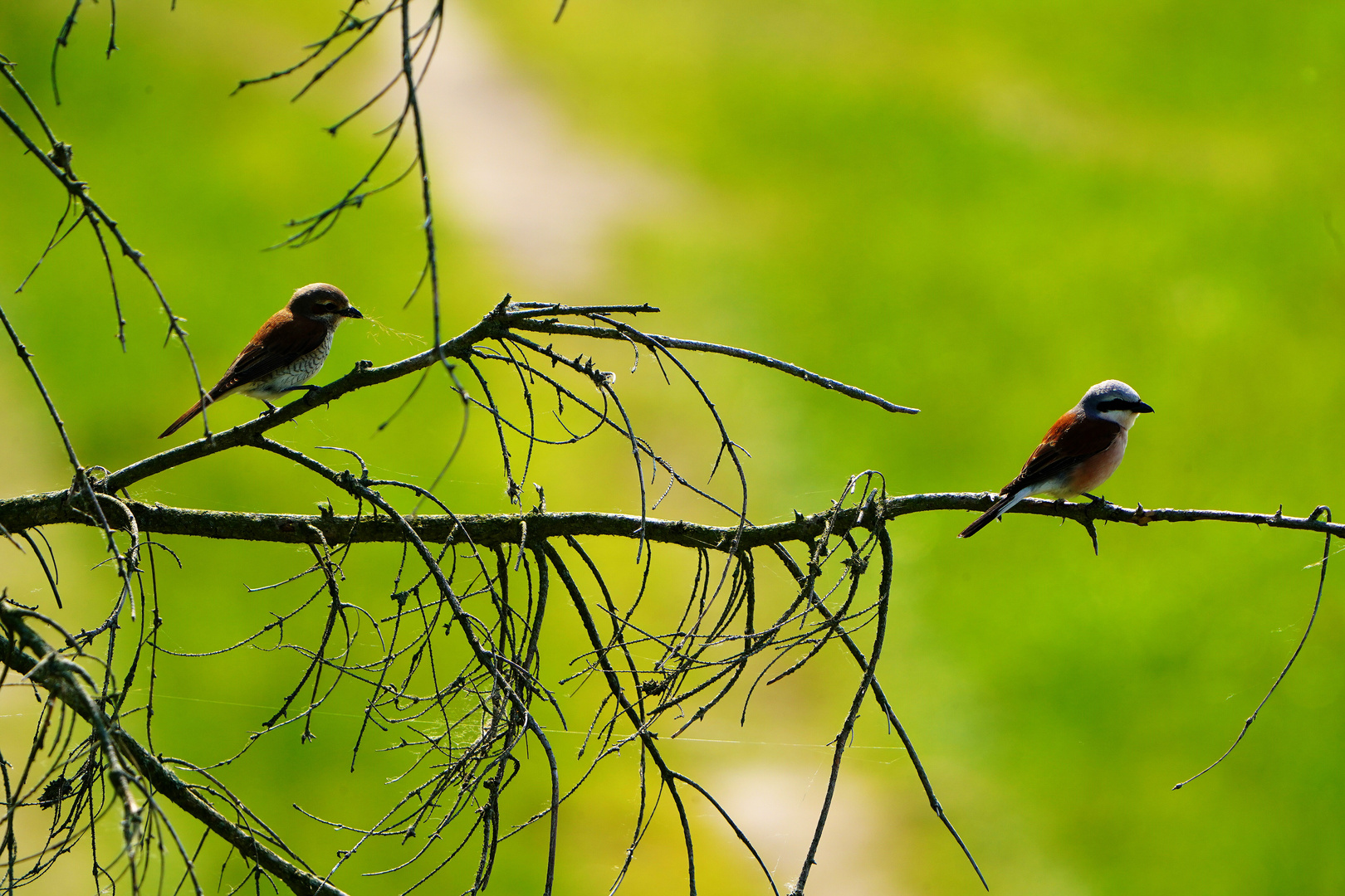 Neuntöter mit Jungvogel