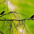 Neuntöter mit Jungvogel