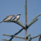 Neuntöter mit Jungvogel