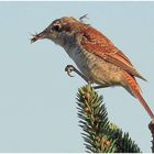 Neuntöter mit kleinem Snack in der Abendsonne