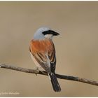 --- Neuntöter od. Rotrückenwürger --- ( Lanius collurio )