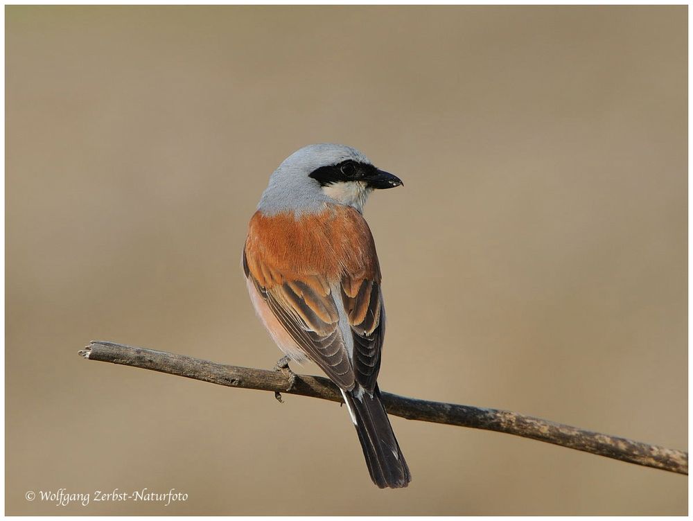 --- Neuntöter od. Rotrückenwürger --- ( Lanius collurio )