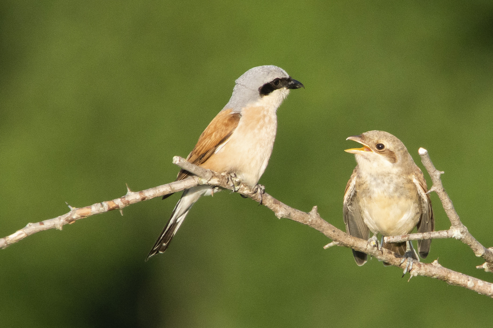 Neuntöter  Papa mit Jungvogel 