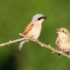 Neuntöter  Papa mit Jungvogel 