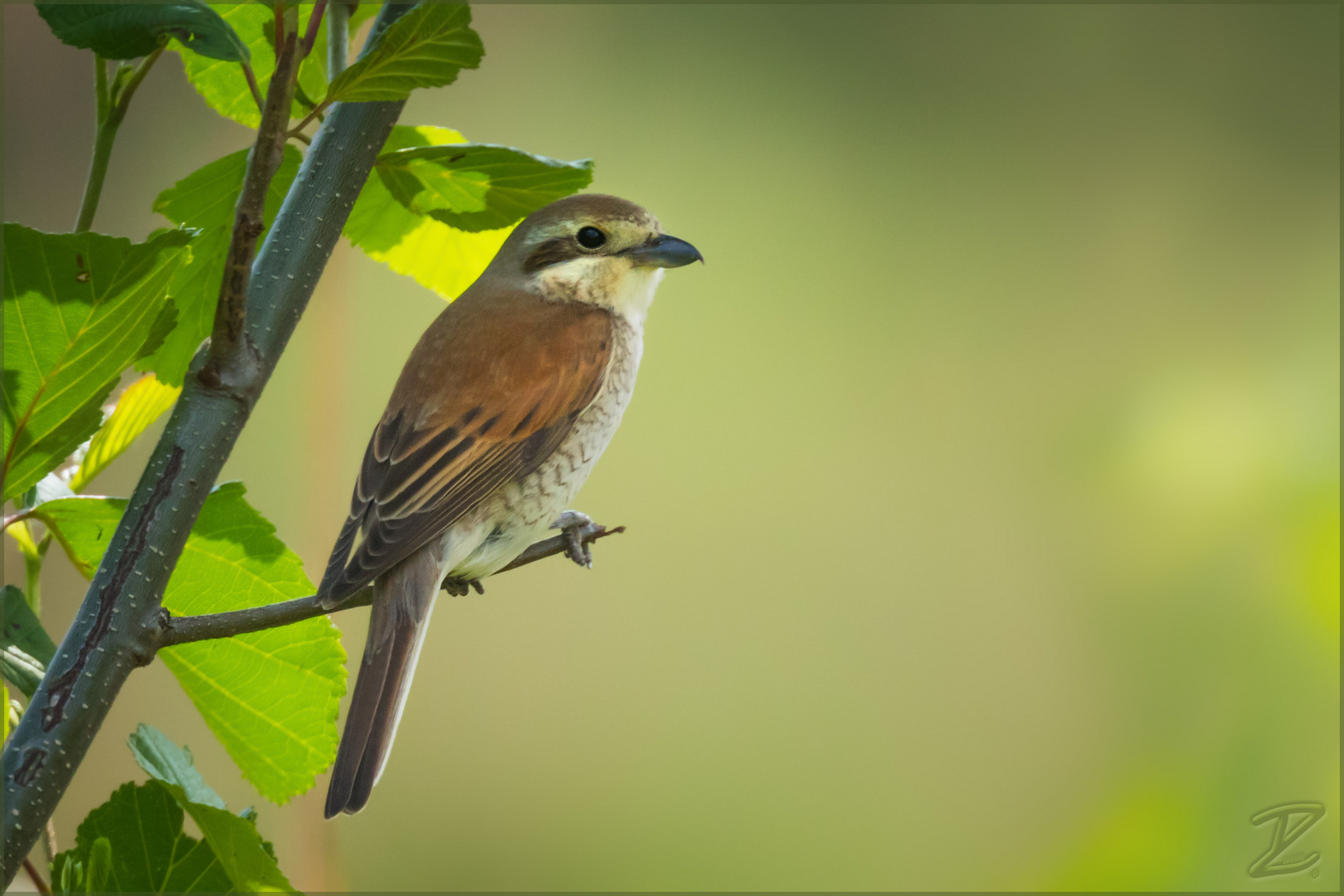 Neuntöter (Red-backed shrike)