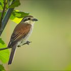 Neuntöter (Red-backed shrike)