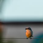 Neuntöter / red-backed shrike (Lanius collurio)