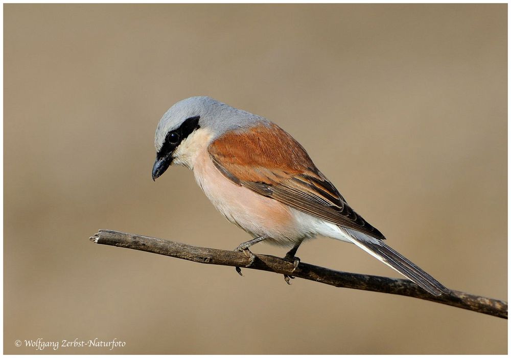 --- Neuntöter ( Rotrückenwürger ) Lanius collurio