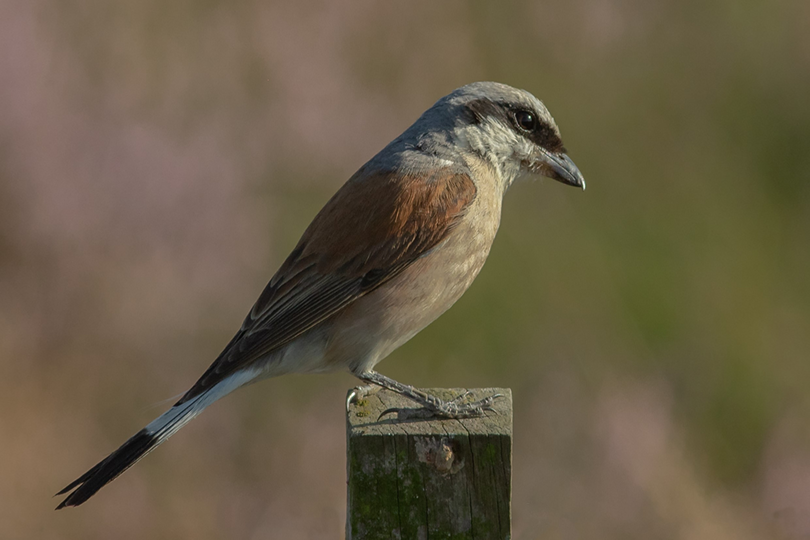 Neuntöter, Rotrückenwürger oder Rotrückiger Würger (Lanius collurio) -Männchen-