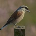 Neuntöter, Rotrückenwürger oder Rotrückiger Würger (Lanius collurio) -Männchen-