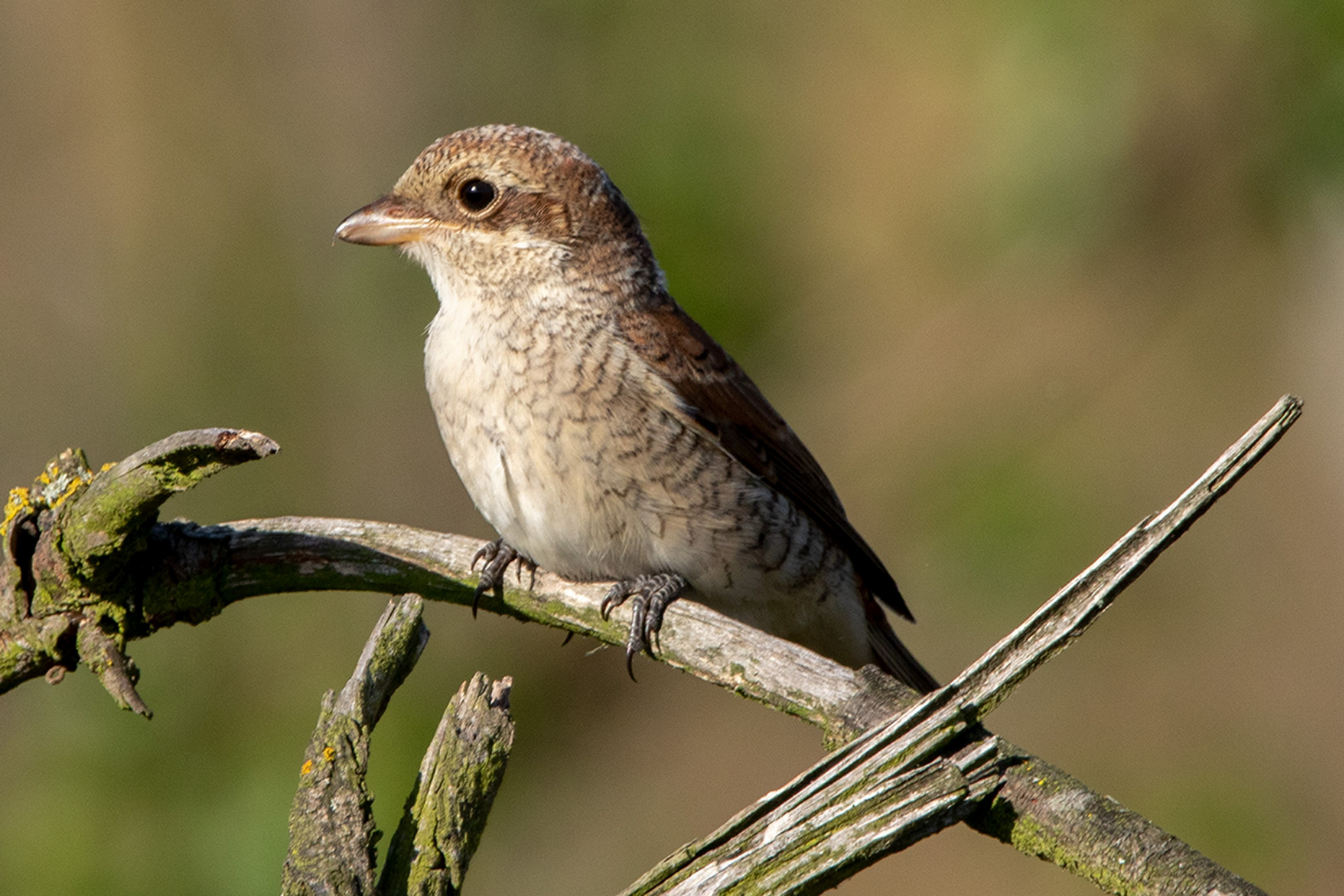 Neuntöter, Rotrückenwürger oder Rotrückiger Würger (Lanius collurio) -Weibchen-