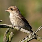 Neuntöter, Rotrückenwürger oder Rotrückiger Würger (Lanius collurio) -Weibchen-