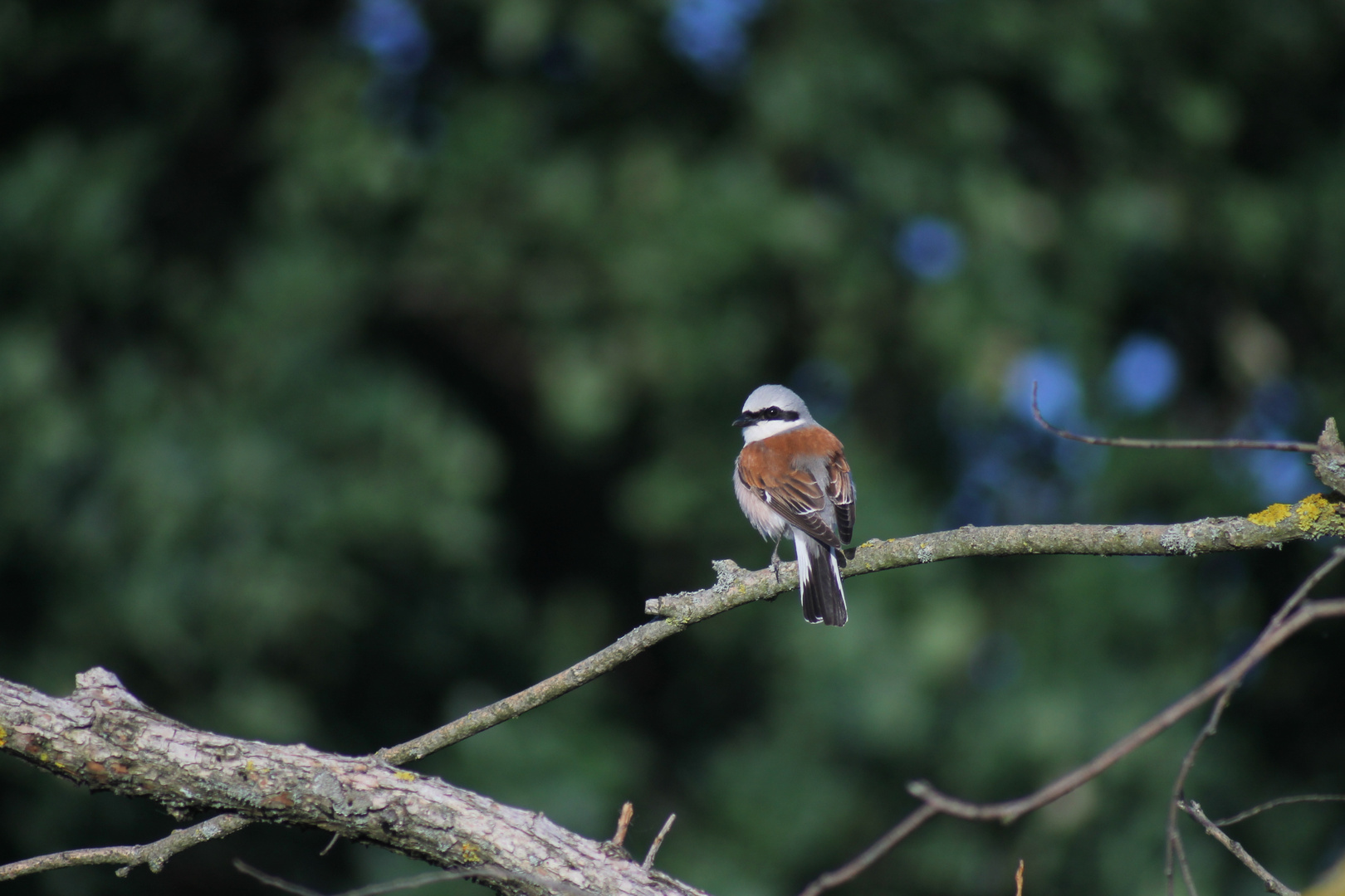 Neuntöter / Rotrückenwürger,Lanius collurio