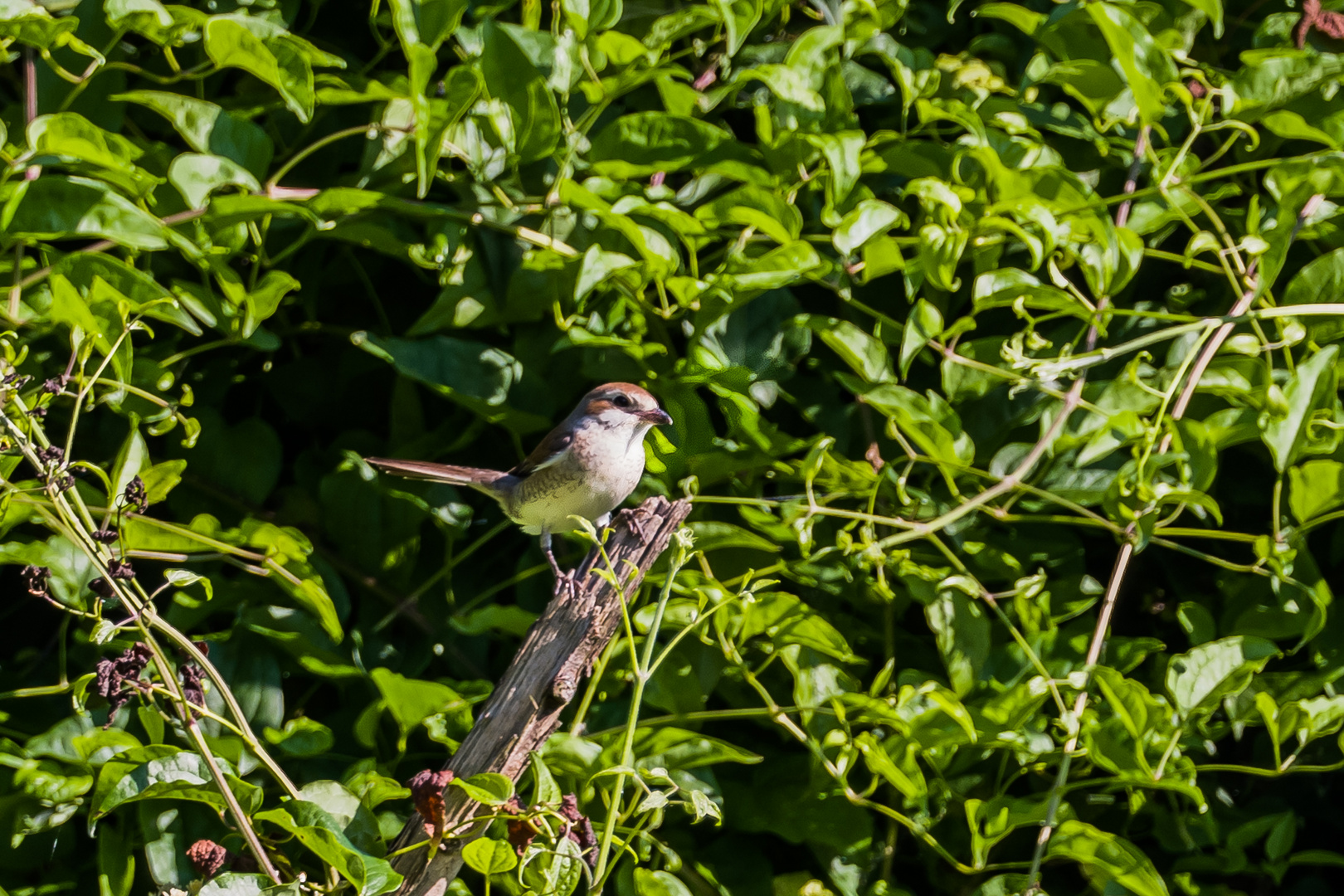 Neuntöter (Weibchen)