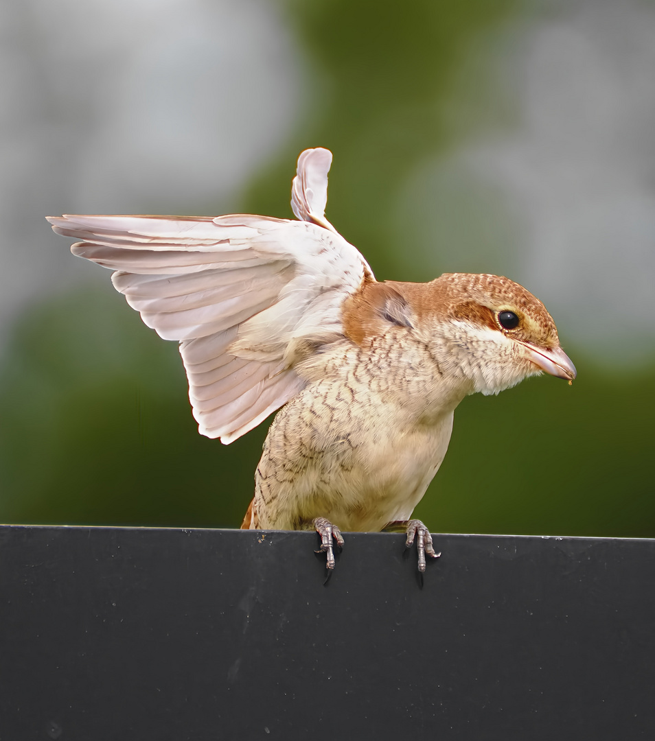 Neuntöter (Weibchen)