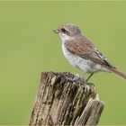 Neuntöter Weibchen am Rande des Weges auf dem Weidepfosten