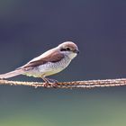 Neuntöter Weibchen