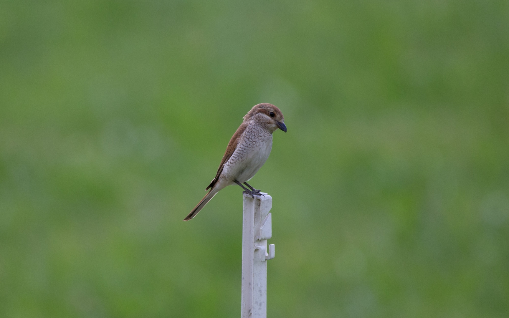 Neuntöter (Weibchen)