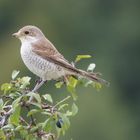 Neuntöter - Weibchen im Herbst 2014