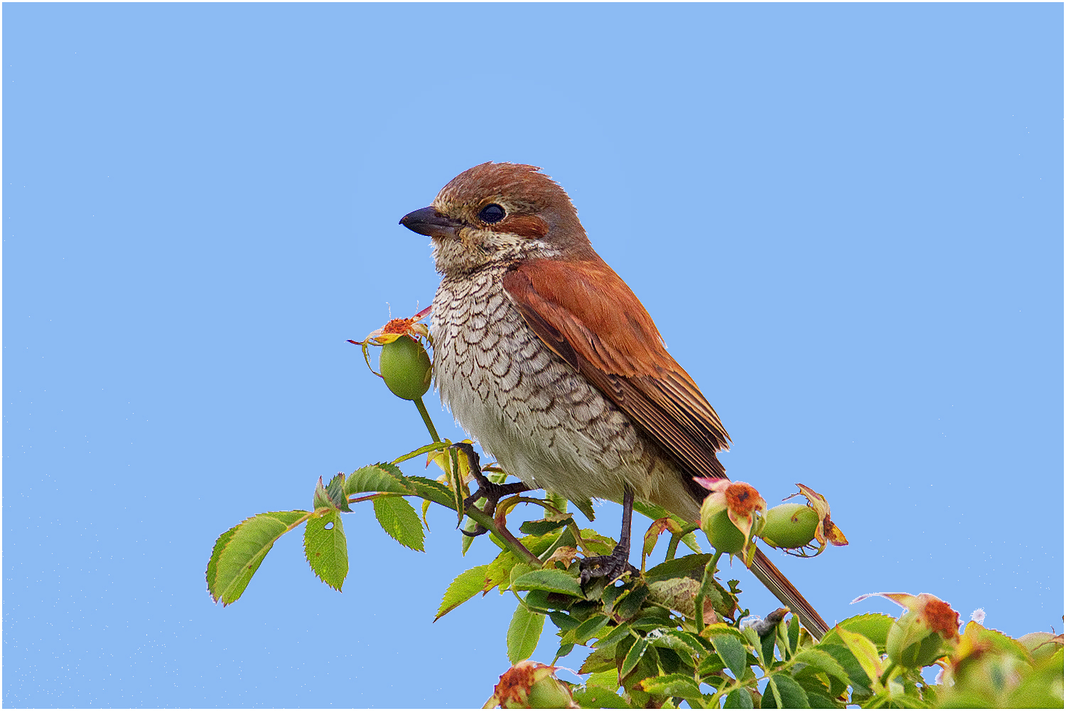 Neuntöter Weibchen ( Lanius collurio)