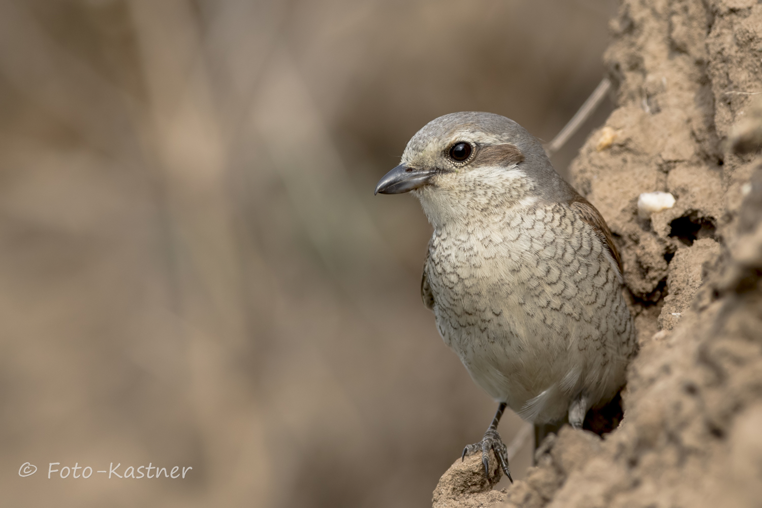 Neuntöter Weibchen (Lanius collurio) 