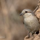 Neuntöter Weibchen (Lanius collurio) 