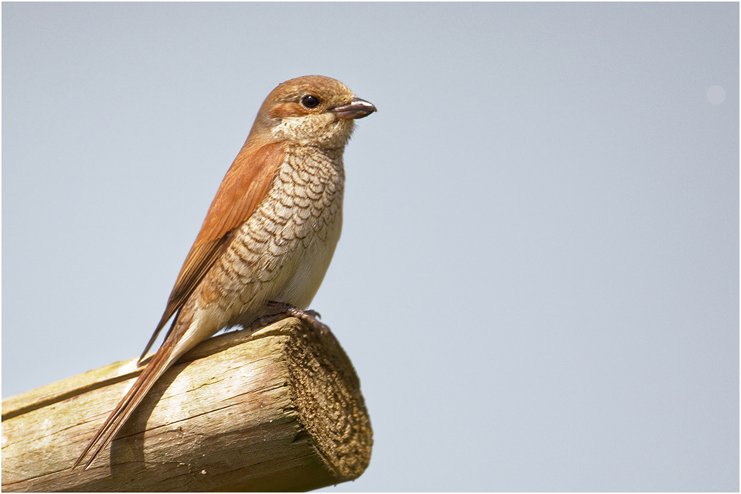 Neuntöter Weibchen ( Lanius collurio)