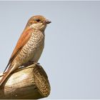 Neuntöter Weibchen ( Lanius collurio)