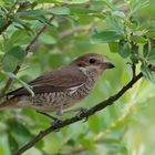 Neuntöter Weibchen, (Lanius collurio) oder Rotrückenwürger... 