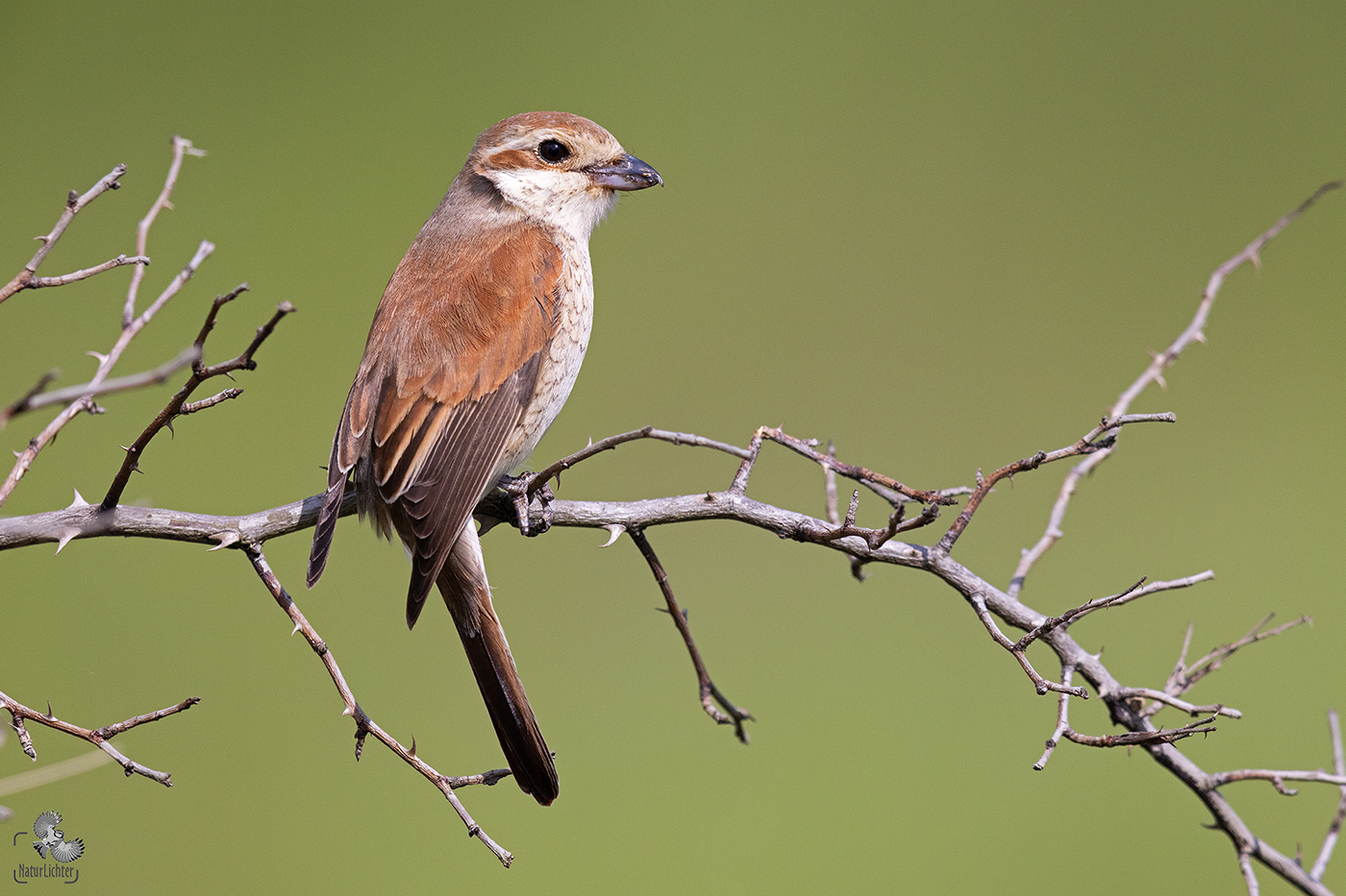 Neuntöter, Weibchen (Lanius collurio), Rumänien