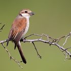 Neuntöter, Weibchen (Lanius collurio), Rumänien