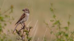 Neuntöter Weibchen, mit Beute