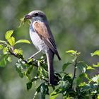 Neuntöter-Weibchen mit Futter Lanius collurio