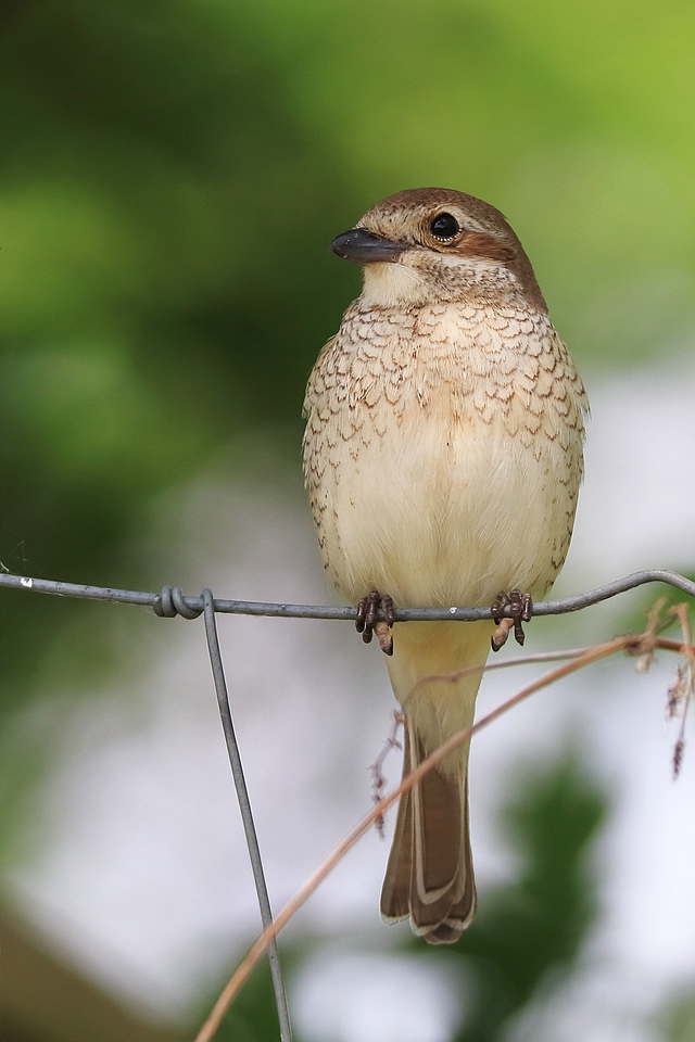 Neuntöter weibl. (Lanius collurio )