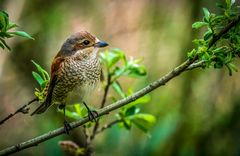 NEUNTÖTER (weiblich)