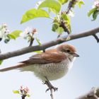  Neuntöter , weiblich (Lanius collurio)