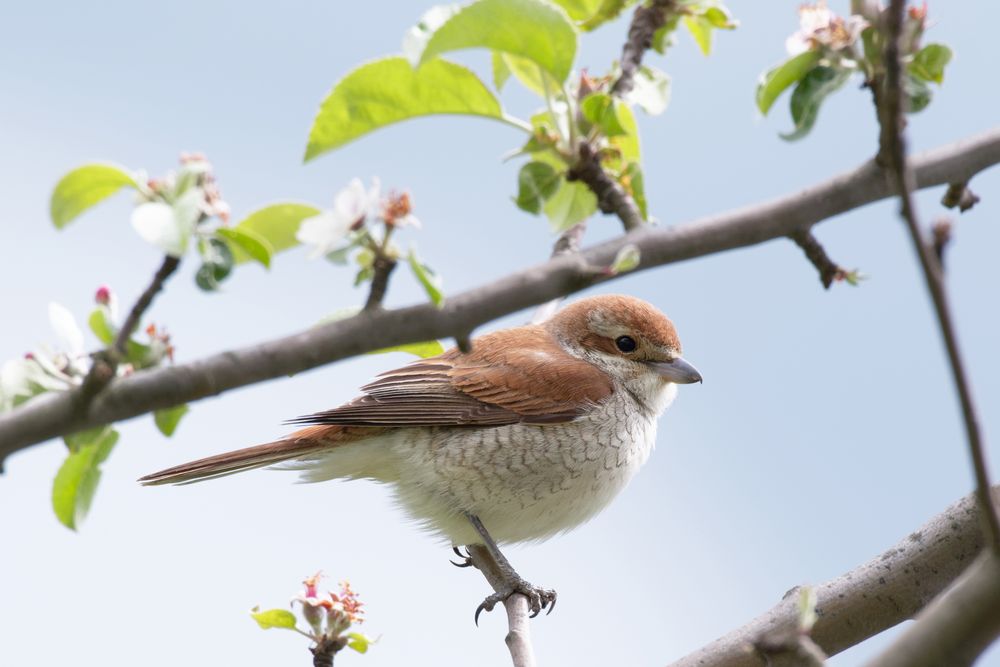  Neuntöter , weiblich (Lanius collurio)