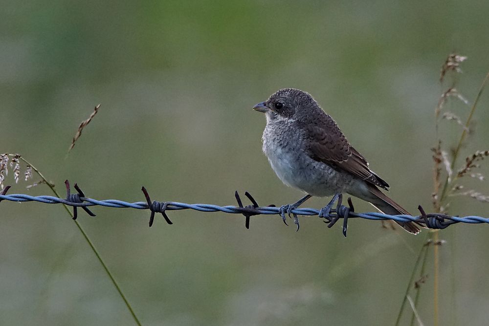 Neuntöter_Jungvogel_24Jul2020_0001